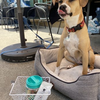 Banzai Marina - Bailey with her dog bed, treats and little shampoo. - Japanese Near Me - Ventura, California Banzai Marina - Bailey with her dog bed, treats and little shampoo. - Japanese Near Me - Ventura, California