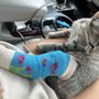 Brookfield Pet Hospital Plus