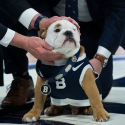 Butler Blue bulldog mascot.