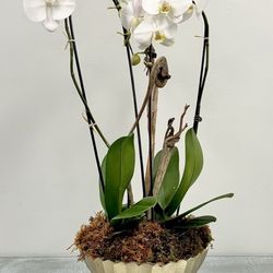 Phalaenopsis orchid