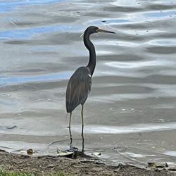 Windmill Park - Tricolored Heron