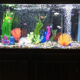 9 month old Glo-Fish tank set-up