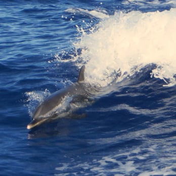 Wild Side Specialty Tours - Spotted dolphins playing in our wake. - Snorkeling Near Me - Waianae, Hawaii Wild Side Specialty Tours - Spotted dolphins playing in our wake. - Snorkeling Near Me - Waianae, Hawaii
