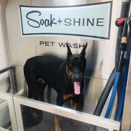 Dog in station