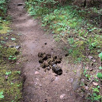 Lopez Hill Preserve - Some horse droppings. - Parks Near Me - Friday Harbor, Washington Lopez Hill Preserve - Some horse droppings. - Parks Near Me - Friday Harbor, Washington