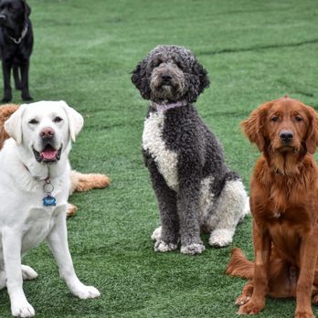 River Paws - Doggy Day Care - Pet Sitting Near Me - Waunakee, Wisconsin