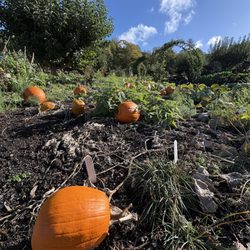 Chatsworth House - Vegetable garden in autumn