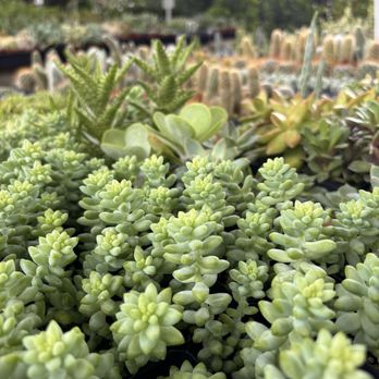Tiny Boxwoods - Nursery - New American Near Me - Houston, Texas