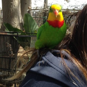 Free Flight - Animal Shelters Near Me - Del Mar, California Free Flight - Animal Shelters Near Me - Del Mar, California