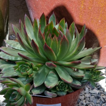 Laguna Coast Pottery - echeveria agavoides 'christmas' - Nurseries & Gardening Near Me - Laguna Beach, California