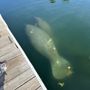 Photo of Manatee Swim Center