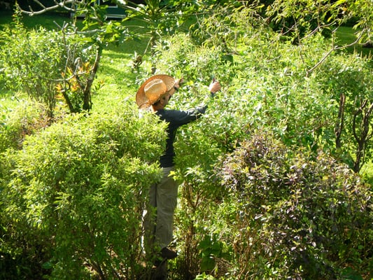 Kauai Farmacy by null