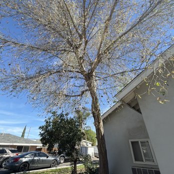 Lucero Tree Care - Before - Tree Services Near Me