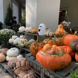 Birmingham Botanical Gardens - Fall at the Gardens - many pumpkin offerings