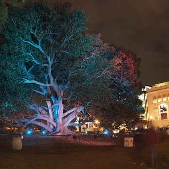 Moreton Bay Fig Tree - Landmarks & Historical Buildings Near Me - San Diego, California