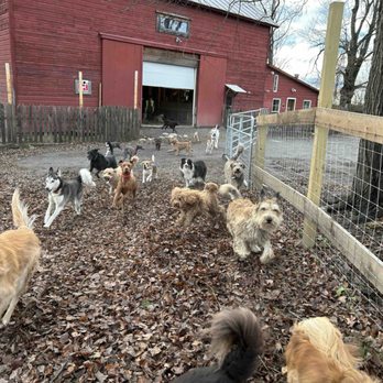 Glencadia Dog Camp - Pet Boarding Near Me - New York, New York Glencadia Dog Camp - Pet Boarding Near Me - New York, New York