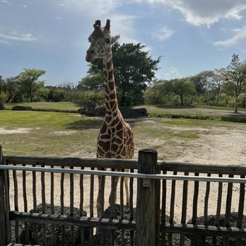 Zoo Miami - Zoos Near Me - Miami, Florida Zoo Miami - Zoos Near Me - Miami, Florida