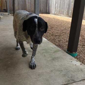 Happy Pets Vets - Veterinarians Near Me - Cypress, Texas