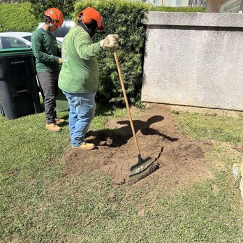 Pineda's Tree Care - Great service - Tree Services Near Me Pineda's Tree Care - Great service - Tree Services Near Me