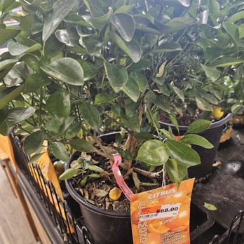 Ren’s Mart Asian Groceries - Citrus plants already fruiting - Seafood Markets Near Me - Ithaca, New York Ren’s Mart Asian Groceries - Citrus plants already fruiting - Seafood Markets Near Me - Ithaca, New York
