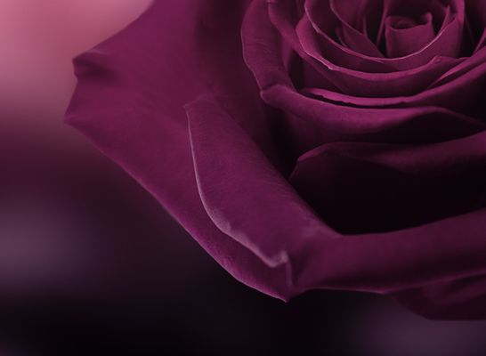 Sisley Spa at The Dominick by null