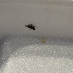China Express - Dead fly.