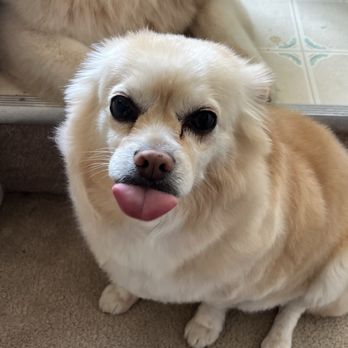 Barking Beautician - Pet Groomers Near Me Barking Beautician - Pet Groomers Near Me