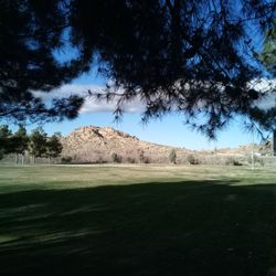 Lake Los Angeles Community Park - Beautiful day at the parks. Iris were in bloom.