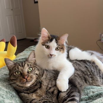 All Pet Grooming - Buzz and Sal! - Pet Groomers Near Me - Bountiful, Utah