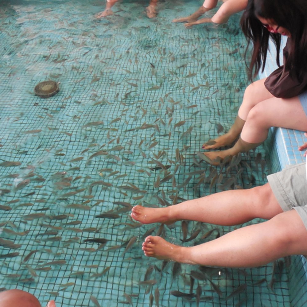 Manila Ocean Park - Aquariums Near Me - Manila, NCR Manila Ocean Park - Aquariums Near Me - Manila, NCR