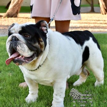 Shelly's Pet Grooming - Diesel - Pet Groomers Near Me - Tempe, Arizona
