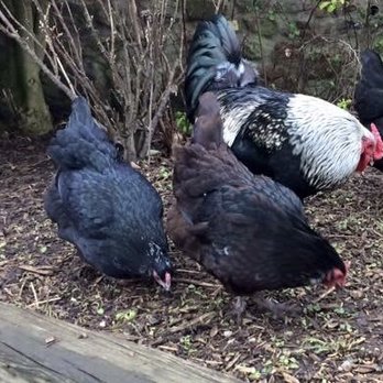 Martha Malone - Animal Communicator - Midge, a chicken I worked with, and his flock - Pet Services Near Me - Los Angeles, California Martha Malone - Animal Communicator - Midge, a chicken I worked with, and his flock - Pet Services Near Me - Los Angeles, California
