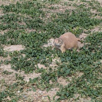 The Ranch Store - Prairie dog - Convenience Stores Near Me - Philip, South Dakota