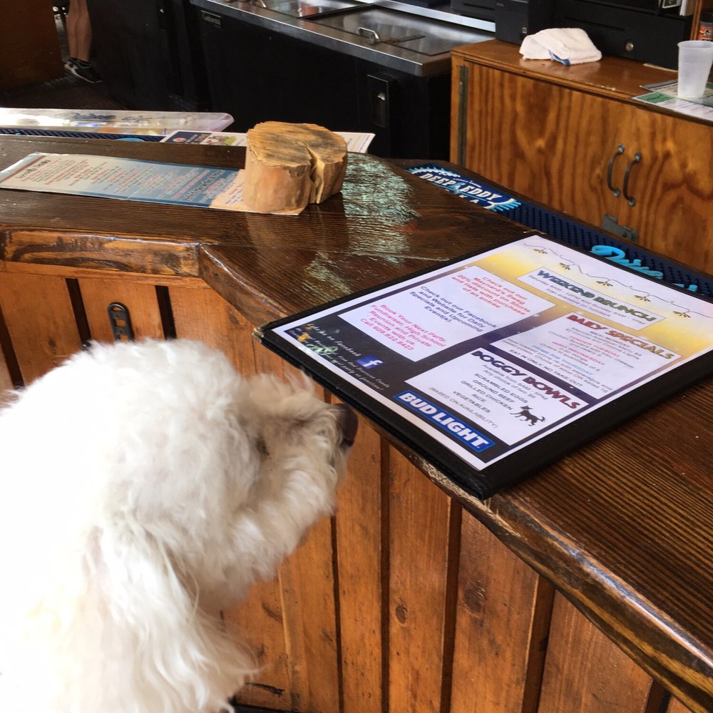 Maynard's Cafe - Our pup reviewing the menu - American Near Me - Margate City, New Jersey Maynard's Cafe - Our pup reviewing the menu - American Near Me - Margate City, New Jersey
