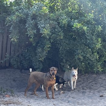 A Pet's Home Away From Home - Pups playing around - Pet Boarding Near Me - Lighthouse Point, Florida A Pet's Home Away From Home - Pups playing around - Pet Boarding Near Me - Lighthouse Point, Florida