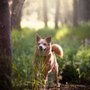 Photo of Santa Barbara Dogs