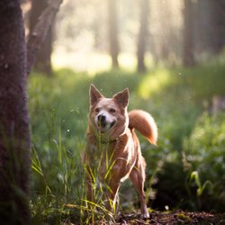 Santa Barbara Dogs