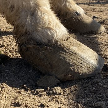 Al’s Farrier Services - Hasn't been trimmed in over a year - Farriers Near Me Al’s Farrier Services - Hasn't been trimmed in over a year - Farriers Near Me