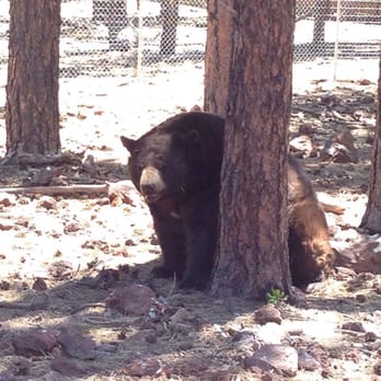 Bearizona - Bear not far from car (iPhone photo, no zoom) - Zoos Near Me - Williams, Arizona Bearizona - Bear not far from car (iPhone photo, no zoom) - Zoos Near Me - Williams, Arizona