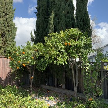 Ecosite Landscaping - Trimmed citrus tree - Landscaping Near Me Ecosite Landscaping - Trimmed citrus tree - Landscaping Near Me