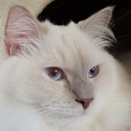 This is Maximus (thanks Dr. Baker!) This is Maximus (thanks Dr. Baker!)