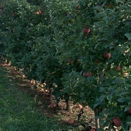A row of apple trees A row of apple trees