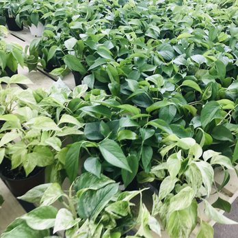 Mulhalls - pothos in green house - Nurseries & Gardening Near Me - Omaha, Nebraska Mulhalls - pothos in green house - Nurseries & Gardening Near Me - Omaha, Nebraska