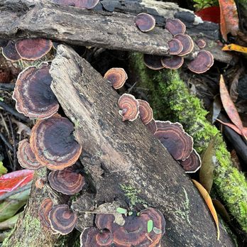 Kona Cloud Forest Sanctuary - Turkey tail mushrooms - Walking Tours Near Me - Kailua-Kona, Hawaii