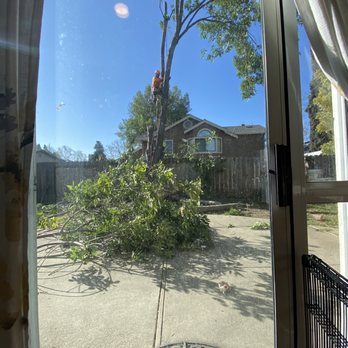 Better Tree Care - Falling a tree - Tree Services Near Me