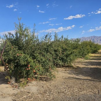 Gilcrease Orchard - Fruits & Veggies Near Me - Las Vegas, Nevada Gilcrease Orchard - Fruits & Veggies Near Me - Las Vegas, Nevada