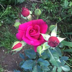 Jeff's Garden Shop - This is what I got for a plum rose, a MAGENTA rose.