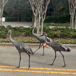 Florida birds Florida birds