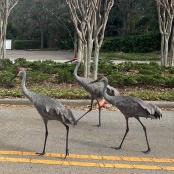 The Tampa Riverwalk - Florida birds - Parks Near Me - Tampa, Florida The Tampa Riverwalk - Florida birds - Parks Near Me - Tampa, Florida
