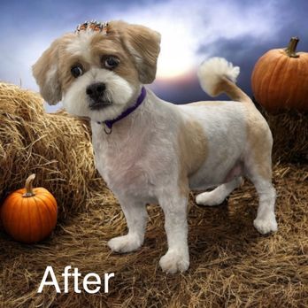 Velvet Paw Grooming - Pet Groomers Near Me Velvet Paw Grooming - Pet Groomers Near Me